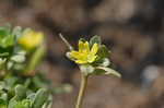 Little hogweed